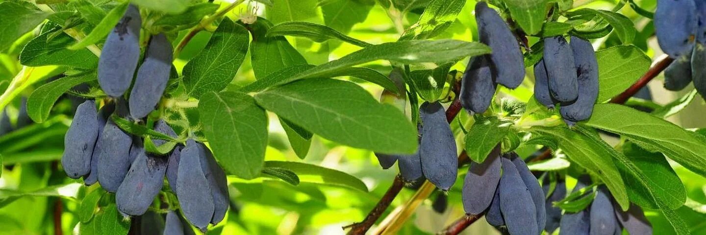 Жимолость югана опылители. Жимолость съедобная Амфора. Жимолость Морена крупноплодная. Жимолость съедобная Югана. Жимолость Морена.