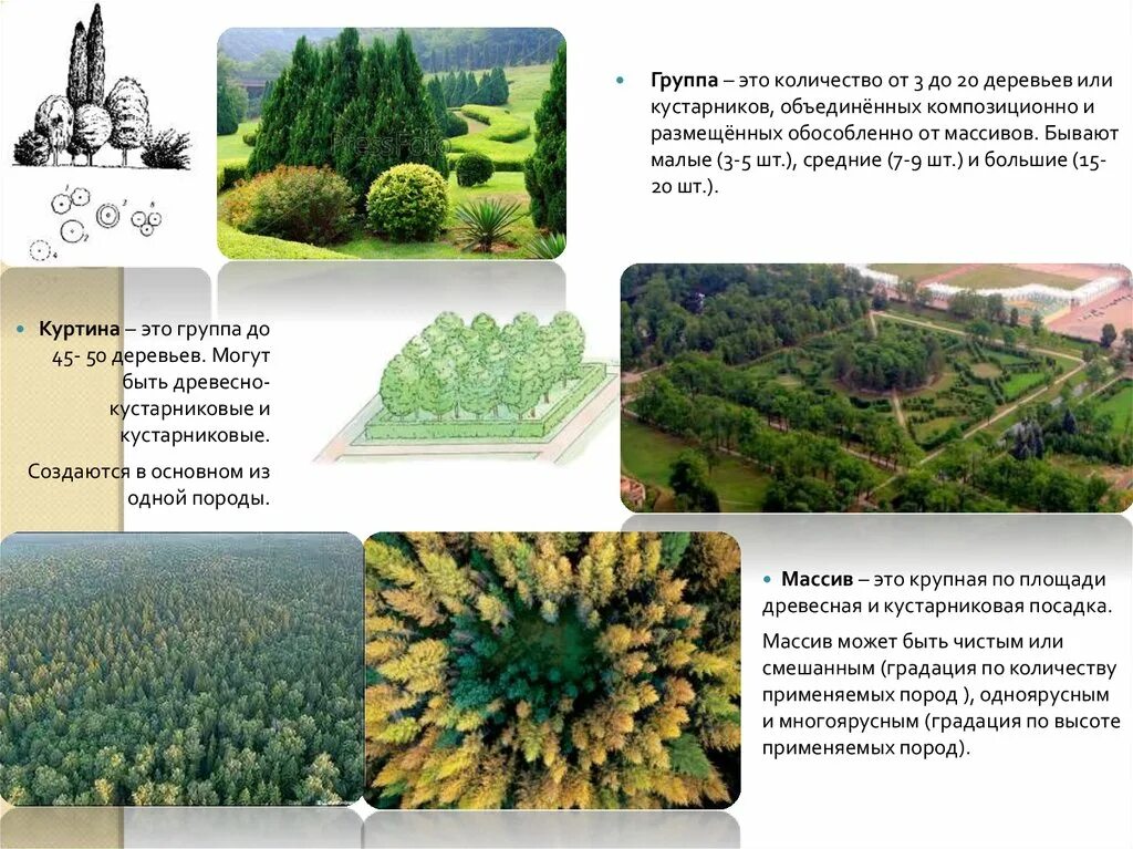 Группа из деревьев и кустарников. Группы деревьев малые, средние большие. Многоярусные группы деревьев. Куртины деревьев это. 5 группа деревьев
