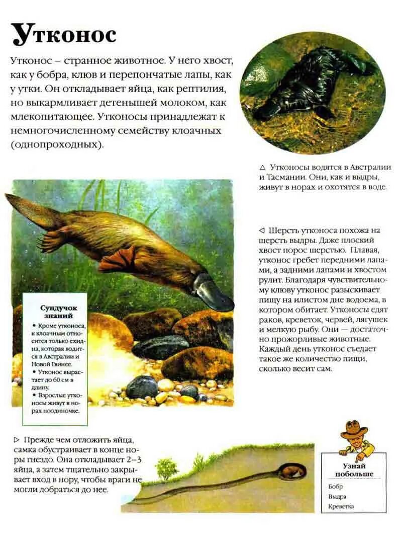 Утконос информация. Утконос описание животного. рассказ про утконоса. утконос краткое описание. сообщение о животных утконос.