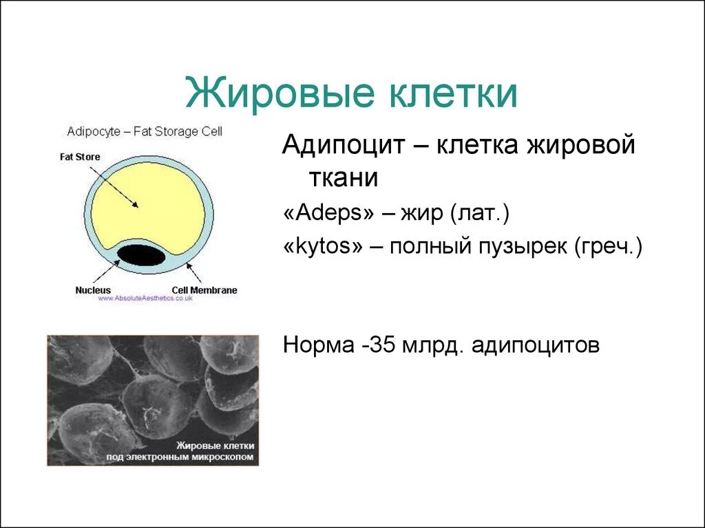 Адипоцит бурой жировой ткани. Жировые клетки адипоциты строение. Жир структура клетки. Жировая клетка строение и функции. Максимальный размер клетки