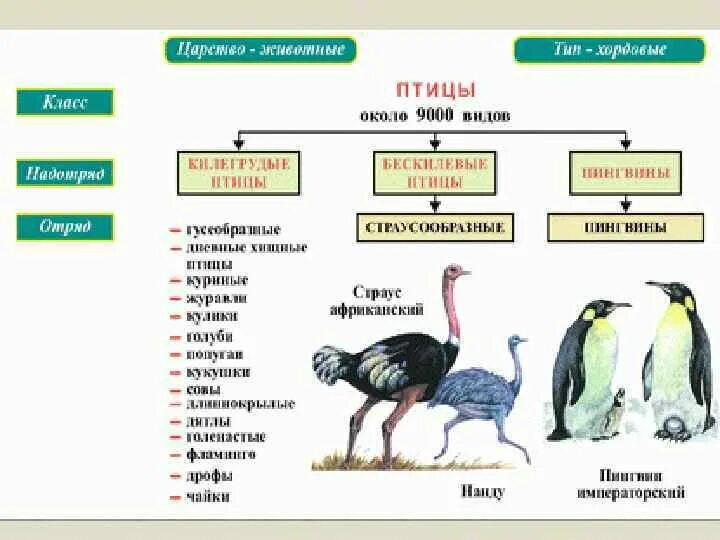 Укажите главные черты сходства и отличия птиц. Классификация и систематика птицы. Класс птицы классификация. Классификация птиц схема. Классификация птиц таблица.