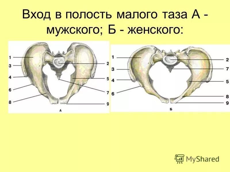 Кости таза мужчины. Анатомия костей малого таза у женщин. Кости таза женщины малый таз. Строение женского таза. Мужской и женский таз анатомия.