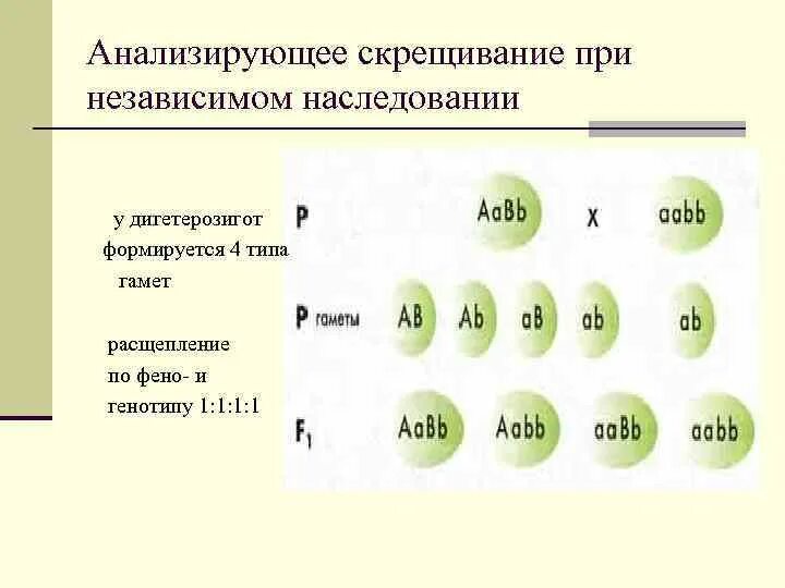 Дигибридное анализирующее скрещивание расщепление по фенотипу. Наследование признаков при скрещивании. Расщепление по генотипу при независимом наследовании. При независимом наследовании признаков дигетерозиготы. Скрещивание дигетерозиготы при независимом наследовании.