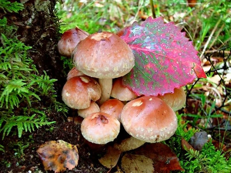 Ядовитые пластинчатые грибы. Гриб Королевский опенок красный. Пластинчатые грибы ядовитые. Опятапластинчаты грибы. Опята с красноватой шляпкой.