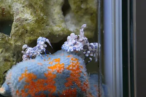 Фосфаты в морском аквариуме