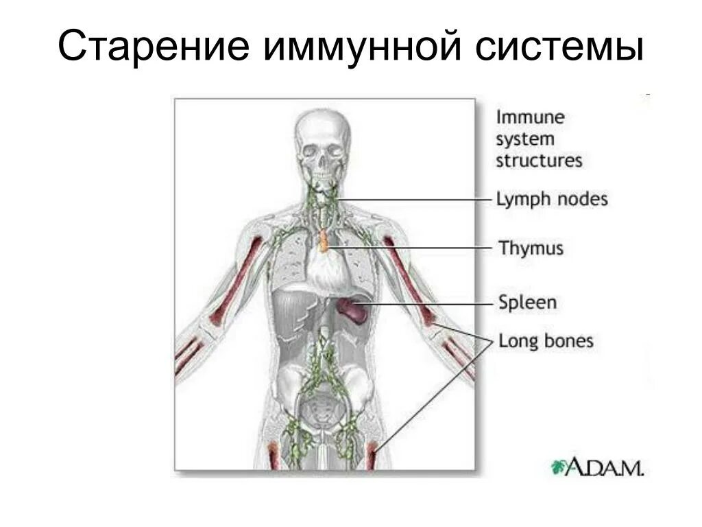 Старение иммунной системы. Иммунная система при старении. Механизмы старения иммунной системы. Иммунологические изменения при старении.