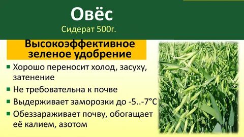Какой сидерат посеять в теплице осенью