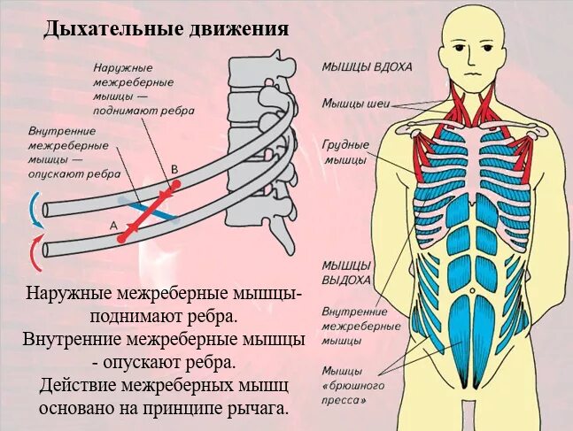 Межреберное дыхание упражнения