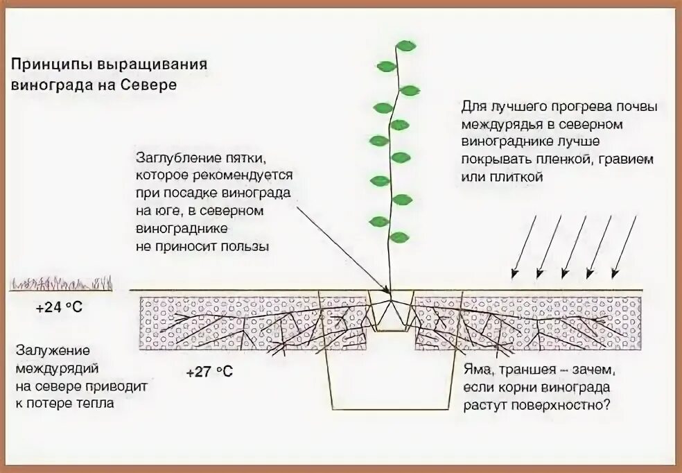 Заглубляют ли огурцы при пересадке. Схема посадки винограда весной саженцами. Схема посадки саженца винограда. Схема посадки плантации винограда. Схема посадки саженцев винограда весной в открытый грунт.