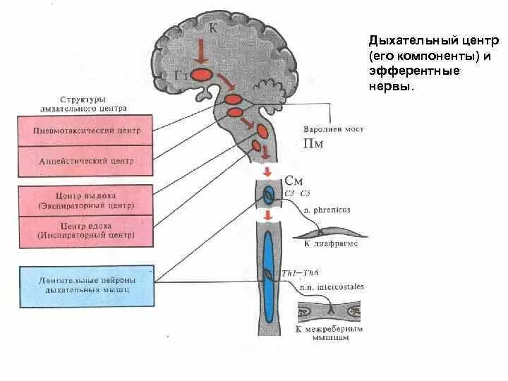 Центр дыхания и сердечно сосудистой деятельности. Дыхательный центр и эфферентные нервы. Строение дыхательного центра. Структурная организация дыхательного центра. Механизмы ритмообразования дыхательного центра.