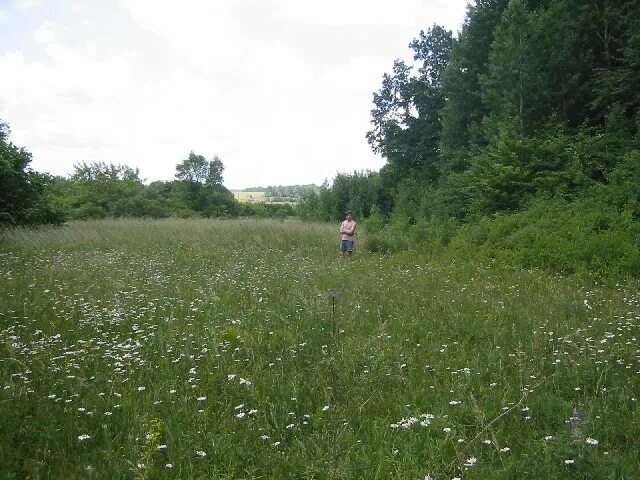 Стенки изгорья новый оскол. Плоское село белгородская область леса. Сосновый солонец самарская область. Солонец поляна белгородская область. Солонец поляна белгородская область.