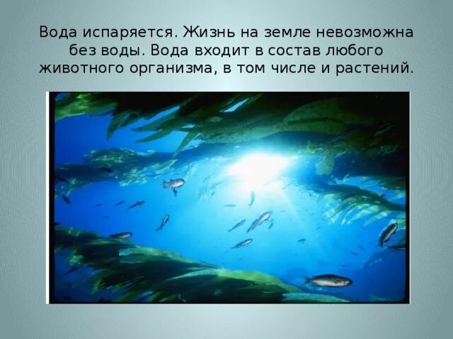 Без воды невозможна жизнь на земле. Почему без воды невозможна жизнь. Без чего нет жизни на земле. Жизнь без воды невозможна.