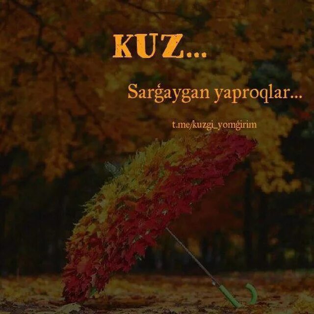 Kuz Yomg',. Kuzgi Yomgir. Yaproqlar yomgiri. Materiallar yomgiri.