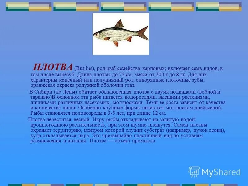 голавль рыба вес. рыба семейства карповых 9 букв. амурский чебак рыба. рыба семейства карповых. язь озерный.
