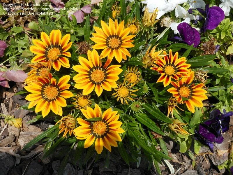 PlantFiles Pictures: Gazania, Treasure Flower (Gazania rigens) by Appy66 Water w