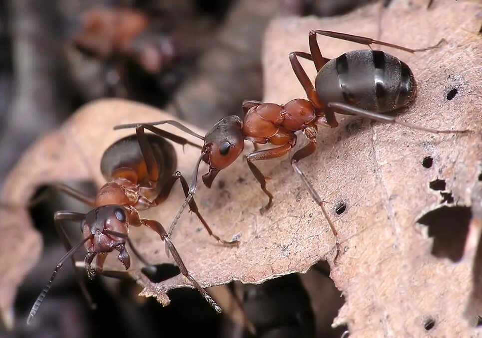 Формика Руфа Муравейник. Рыжий Лесной муравей (Formica Rufa). Formica Rufa Linnaeus. Матки муравьев Формика Руфа.