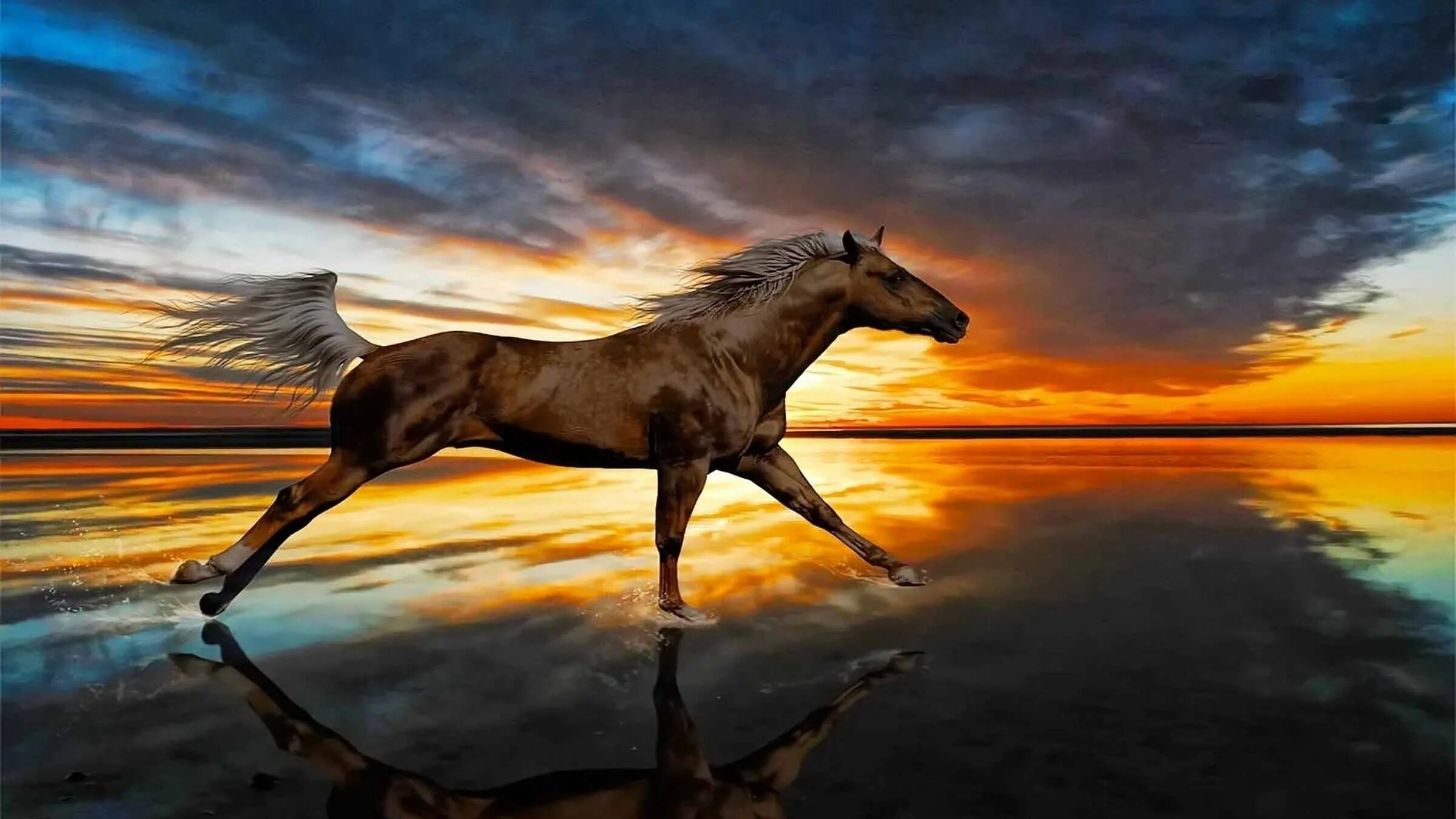 Картинки лошадей. Красивые лошади. Лошадь на фоне заката. Фон лошади.
