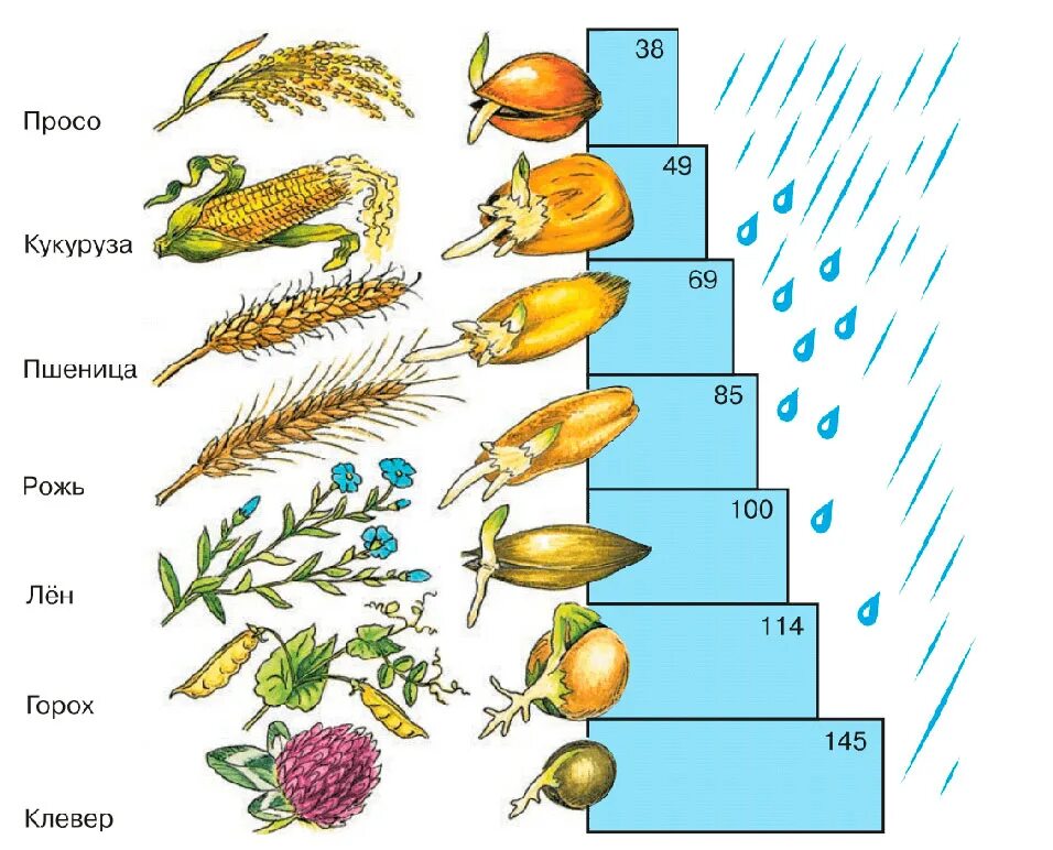 Потребность в воде для прорастания семян различных растений. Температура прорастания семян разных растений.. Прорастание пшеницы схема. Температура прорастания семян пшеницы. Прорастание семян 6 класс биология пасечник