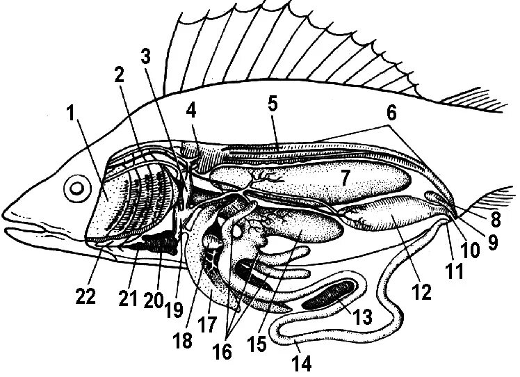 Внутренне строение костистой рыбы. Внутреннее строение костистой рыбы. Анатомия костистой рыбы окуня. Топография внутренних органов костистой рыбы. Внутреннее строение карася