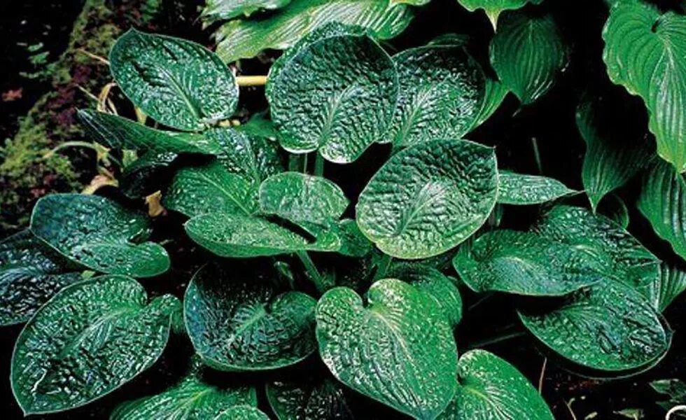 Хоста блэк бьюти. Хоста блэк хиллс. Хоста гибридная (hosta black hills) окс i ns. Хоста блэк хиллс. Хоста блэк.