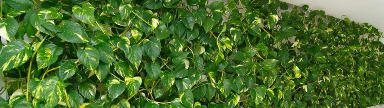 Сциндапсус: уход в домашних условиях, размножение, виды и сорта, фото
