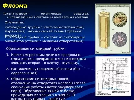 Элементы проводящей ткани клетки спутницы