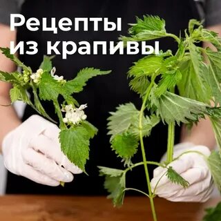 Как пользоваться крапивой