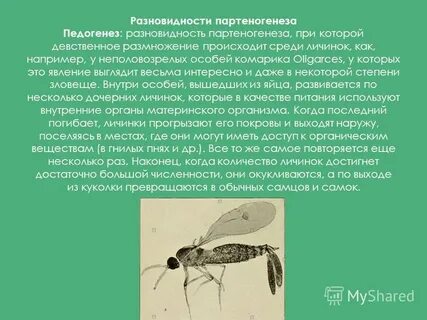 Видами партеногенеза являются