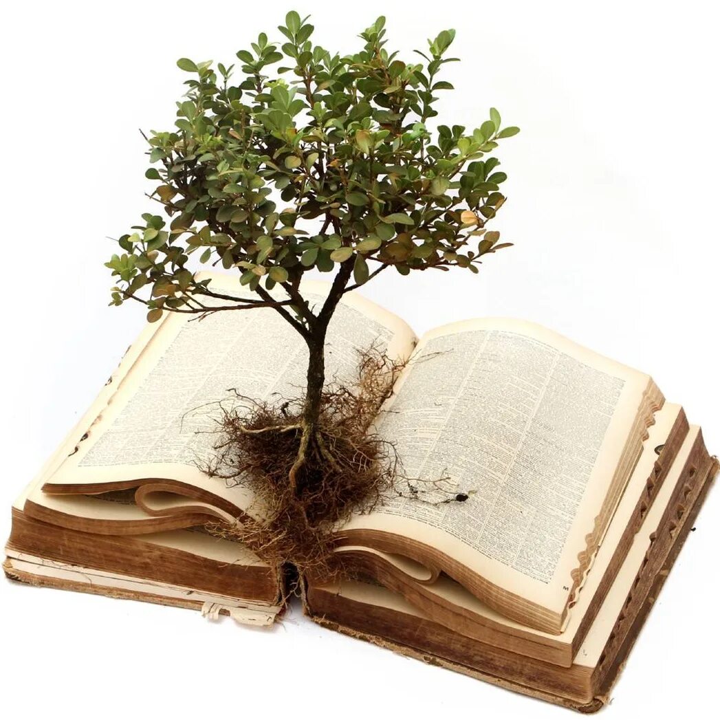 Дающее дерево книга. Дерево и бумага. Дерево с книгами. Мудрое дерево. Знания мудрость.