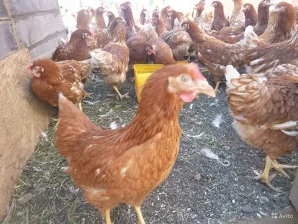 Куры брауны отзывы