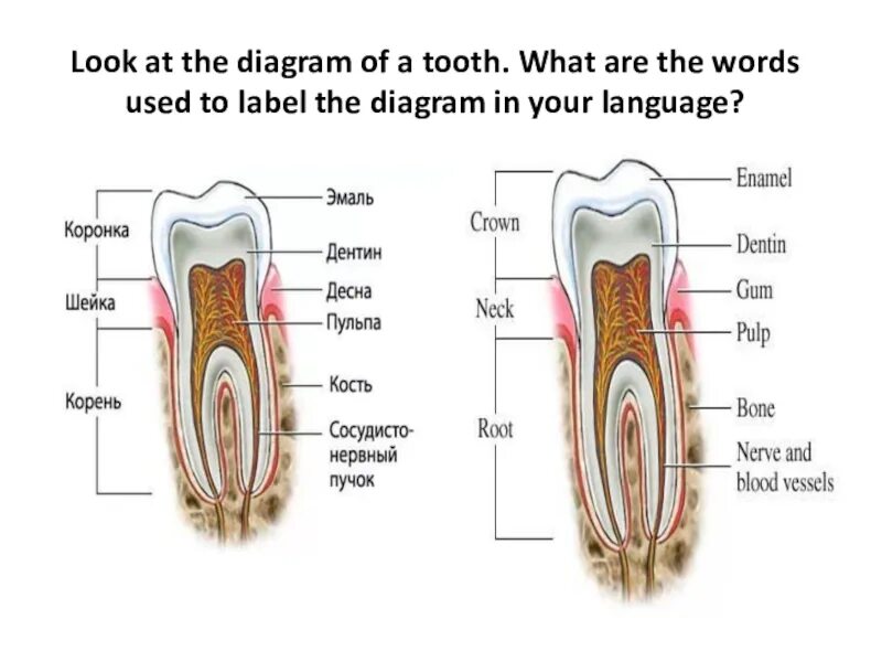 Teeth diagram. Label the following Tooth structures. Science across the Curriculum Teeth 10 класс ulp. Lokey built like a Tooth pick ong. Use the words to label the