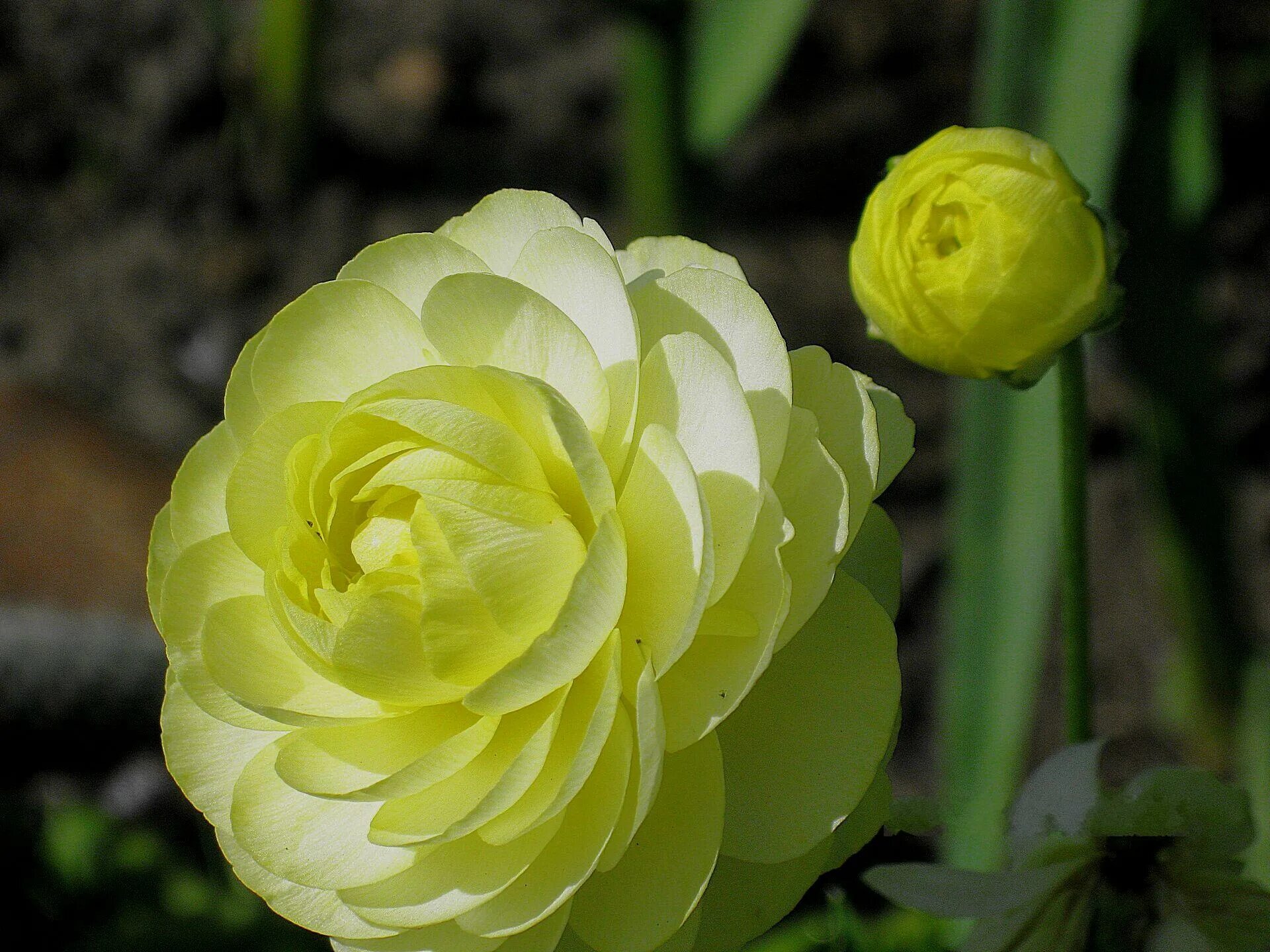 Цветы желтые розы. Цветы лимонного цвета. Ваза с лимонами. Примула обыкновенная йеллоу. Йеллоу роуз.