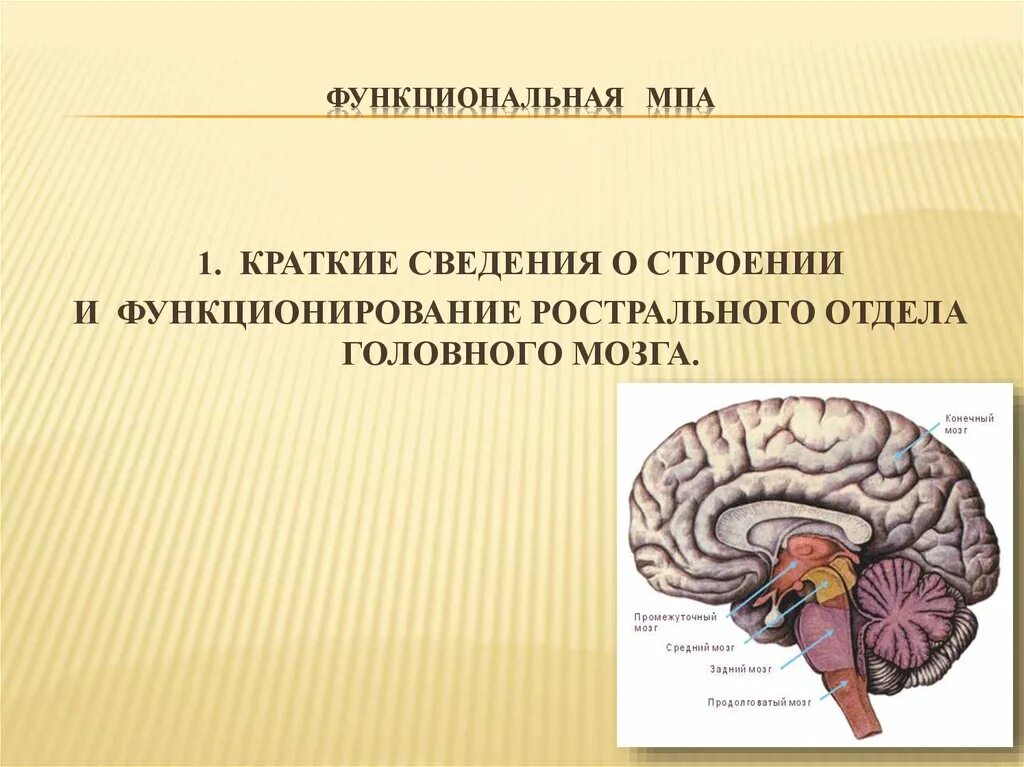 Медиобазальные отделы головного мозга. Ростральные структуры мозга. Медиобазальные отделы коры. Нарушение медиобазальных отделов головного мозга. Функциональное нарушение мозга
