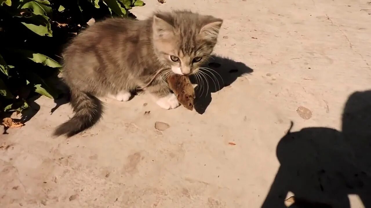 Котенок мышь. Котенок ловит. Кошка ловит мышь. Котенок поймал мышку. Поймать кота.