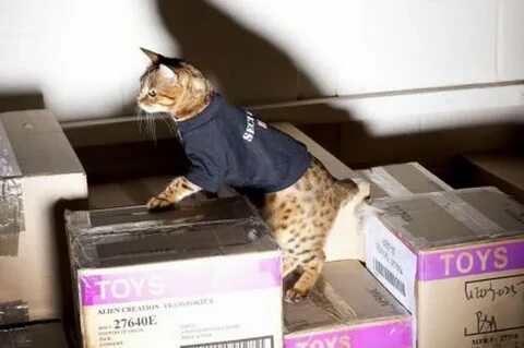 Кот не принимает нового кота