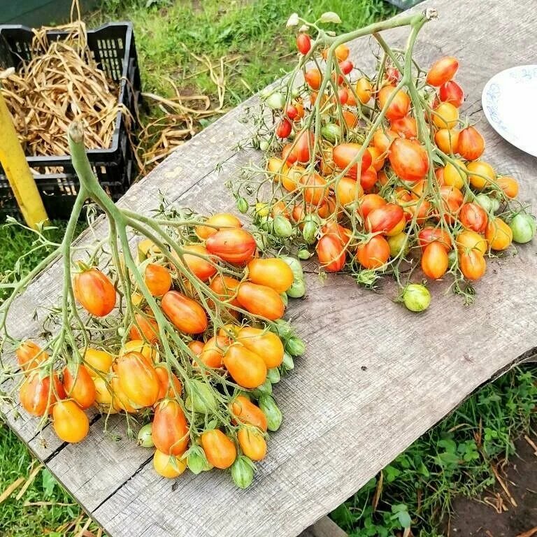 Томаты поцелуй герани отзывы фото урожайность. Томат черри поцелуй герани. Поцелуй герани Помидом. Томат поцелуй герани Geranium Kiss. Томат Гераниум Кисс.