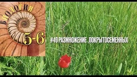 Пасечник аудио