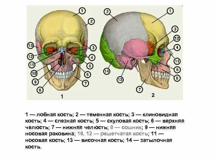 Сошник кость. Клиновидная и решетчатая кости черепа. Мозговой отдел черепа решетчатая кость. Лобная кость. Решетчатая кость. Клиновидная и лобная кость черепа.