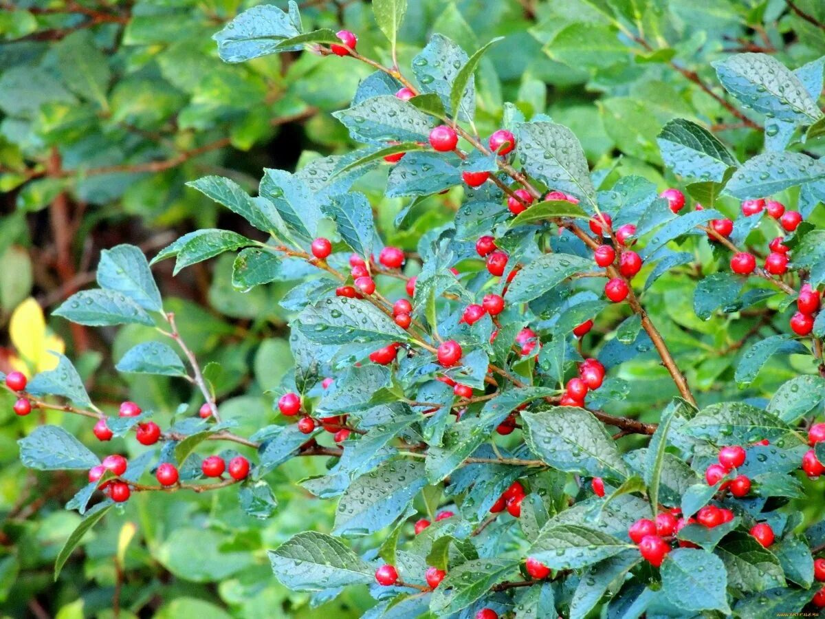 Кизильник съедобный. Кизильник алаунский. Кизильник Cotoneaster bullatus. Кизильник Тангстедт. Кизильник Крымский.