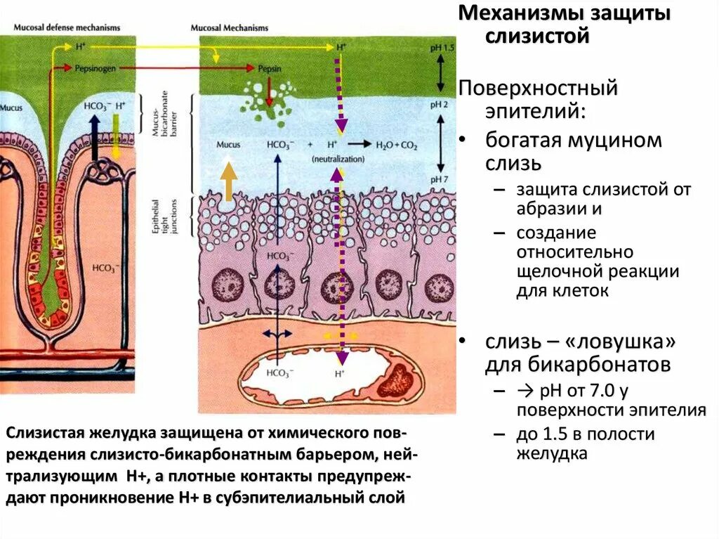 В просвете слизь