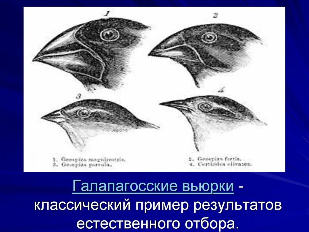 Разнообразие галапагосских вьюрков. Галапагосские вьюрки Дарвина. Галапагосские вьюрки дивергенция. Клювы Вьюрков Дарвина. Эволюция Галапагосских Вьюрков.