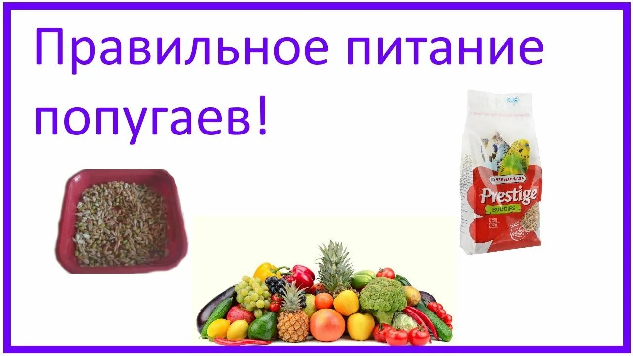 Что можно давать волнистым попугаям из еды
