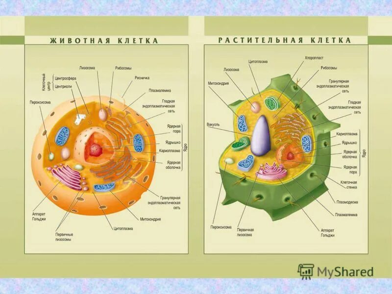 Урок клетка 10 класс. Строение животной клетки 9 класс биология рисунок с подписями. Строение растительной и животной клетки 5 класс биология. Строение животной клетки 10. Строение живой клетки 6 класс биология.