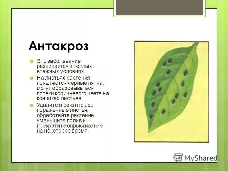 Заболевание растений хлороз. Кладоспориоз (бурая оливковая пятнистость) томатов. Болезнь на листьях домашних растений. Аскохитоз огурцов. Пятнистость на листьях клубники.