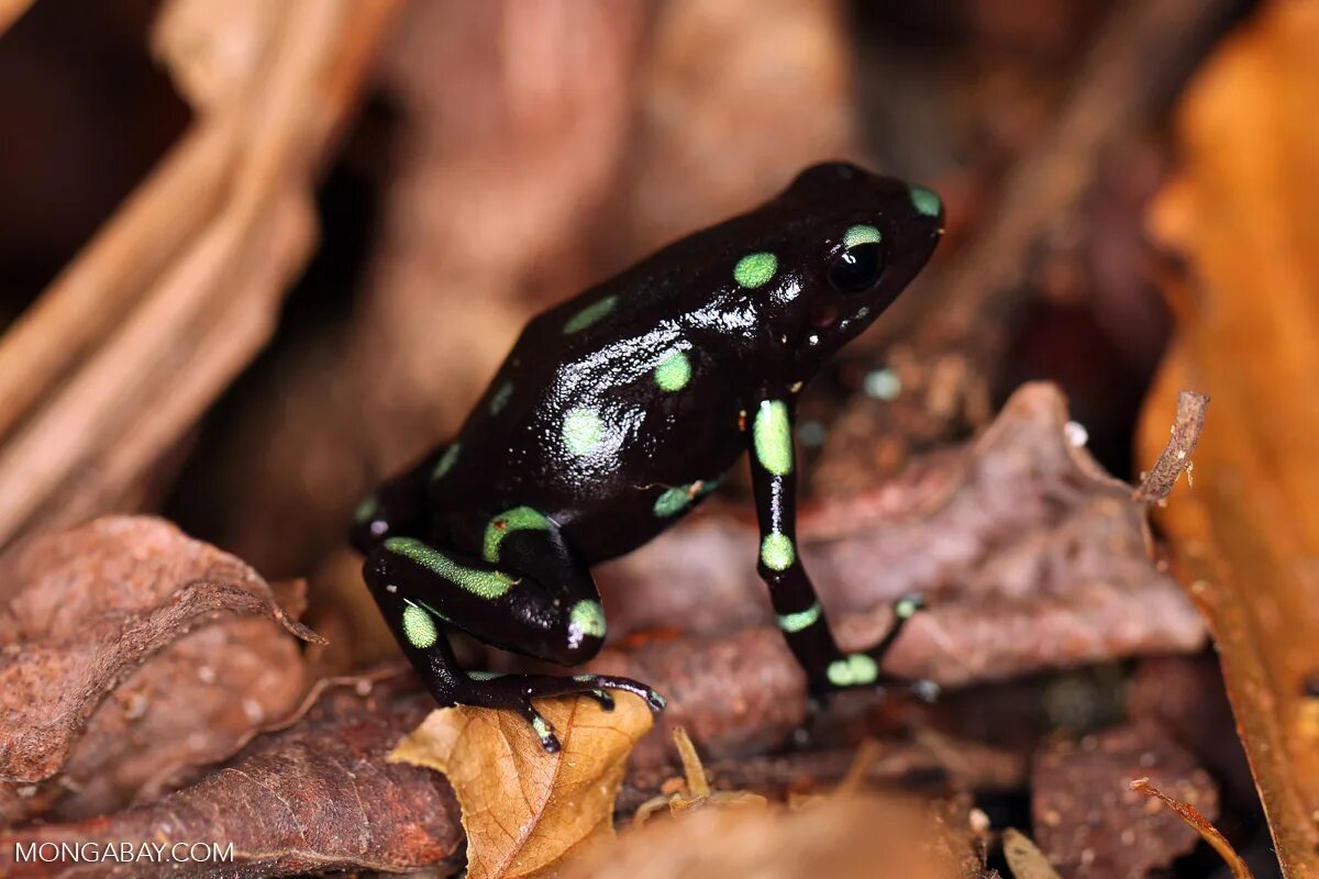 лягушка с черными пятнами.