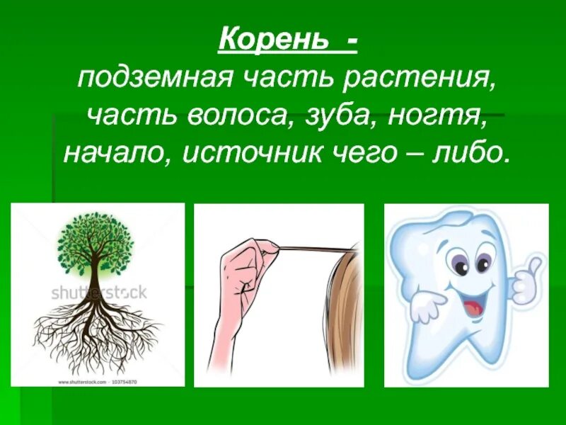 Корень. Корневая часть волоса корневая часть волоса. Корни растений. Корневая часть растения.