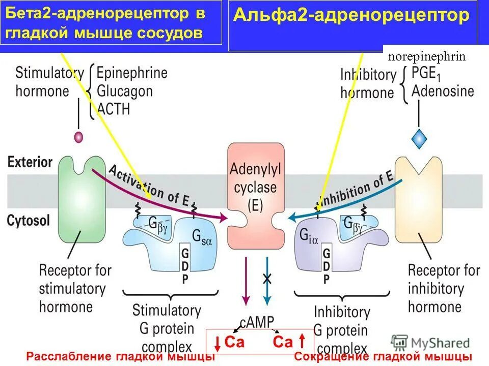 Альфа 1 альфа 2 бета 1 бета 2 адренорецепторы. Механизм альфа адренорецепторов. B2 адренорецепторы механизм действия. Альфа 1 и альфа 2 адренорецепторы механизм действия. Строение бета2 адренорецепторов.
