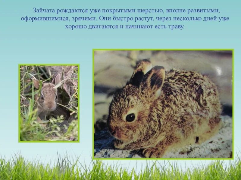 Детеныш рождается зрячим. Зайчата рождаются. Рождение зайчат. Зайчата родились. Зайчата рождаются зрячими.