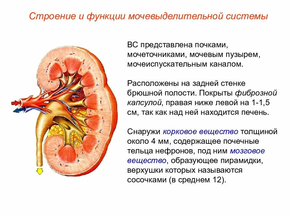 Почка представляет собой. Выделительная система строение почки. Анатомия мочевыделительной системы строение почки. Система мочевыделения строение функции почек. Строение почек человека выделительная система кратко
