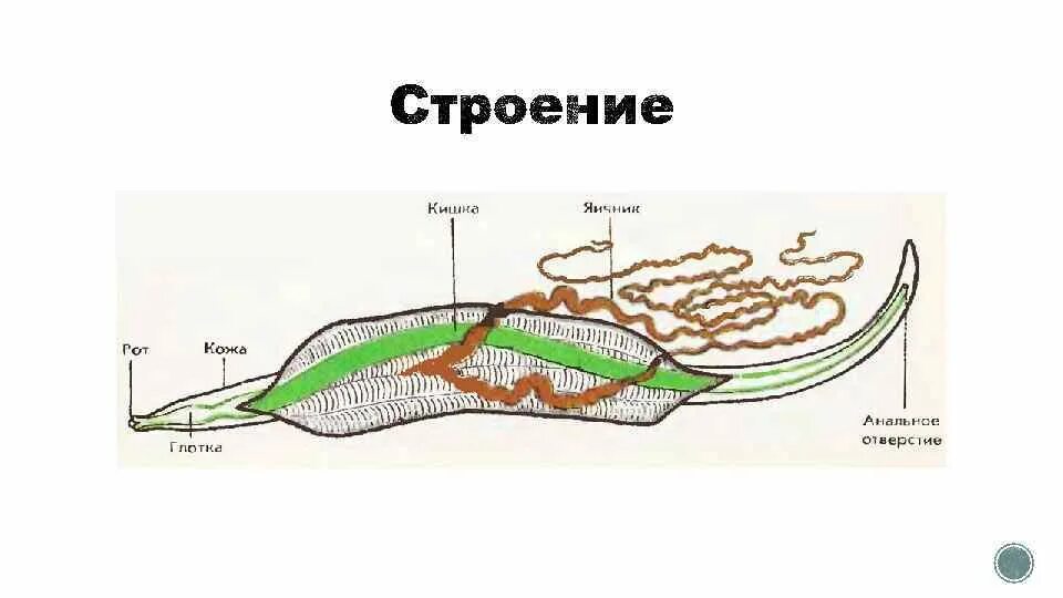 Круглые черви слои мышц